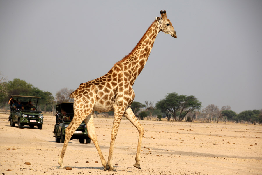 Tasimba Amazing Giraffe Safari