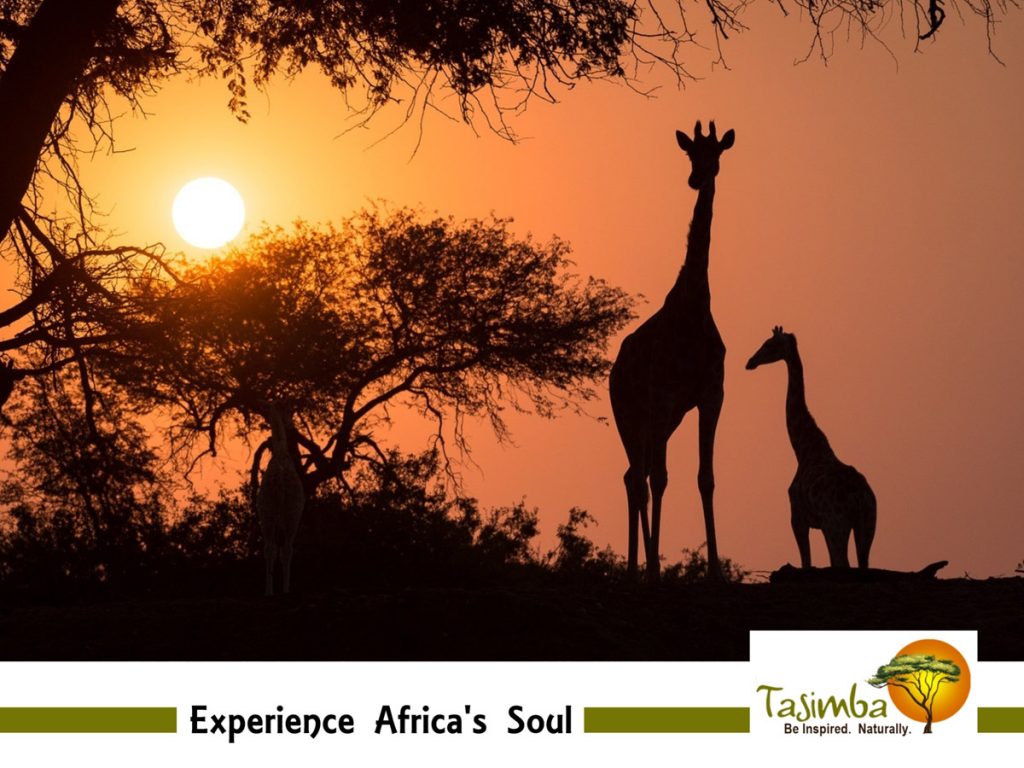 Tasimba Experience Africa's Soul Deep Immersion Giraffe Sunset 