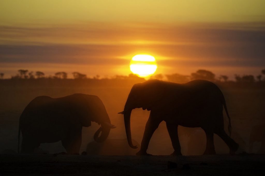 Africa Calls Tasimba Elephants at sunset