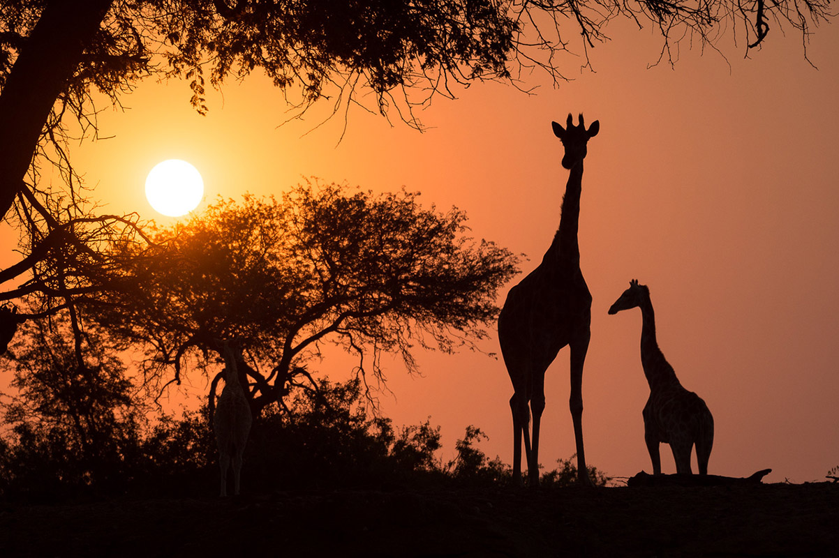 Tasimba, sunset, Giraffe, The Wilderness Will Refresh You