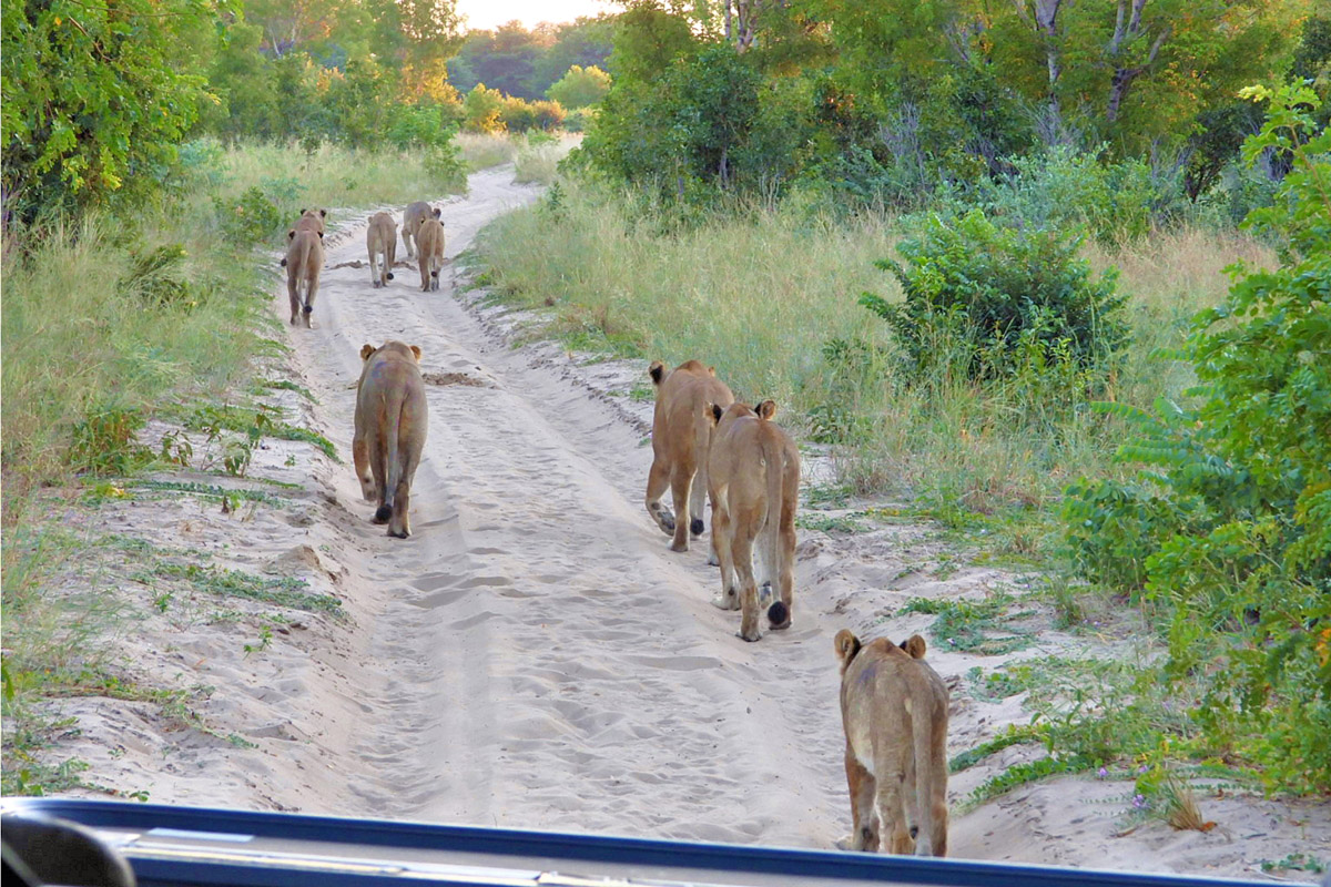 #95: Experience Wildlife Parades