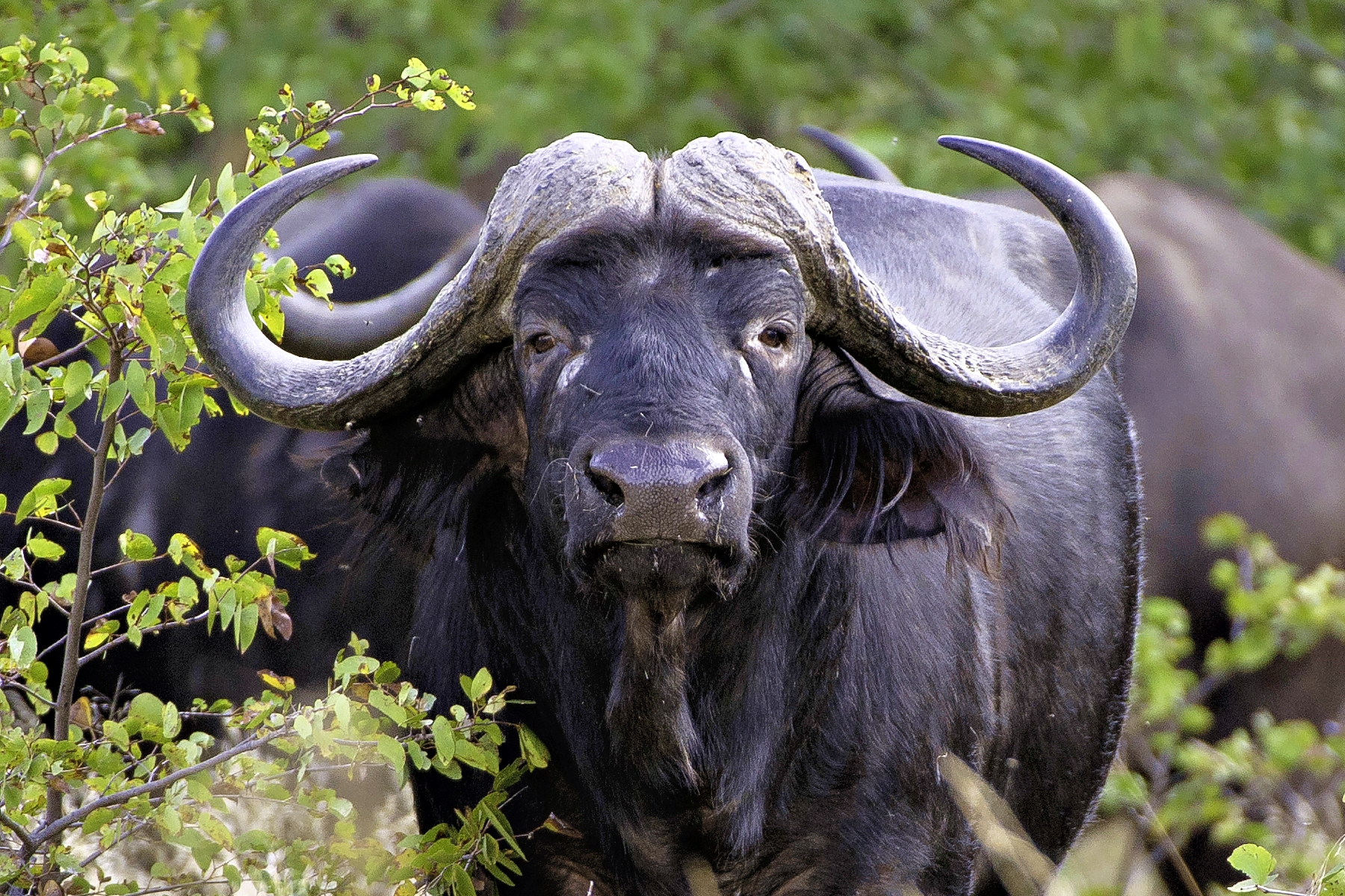 #107: Experience Lessons from African Buffalo