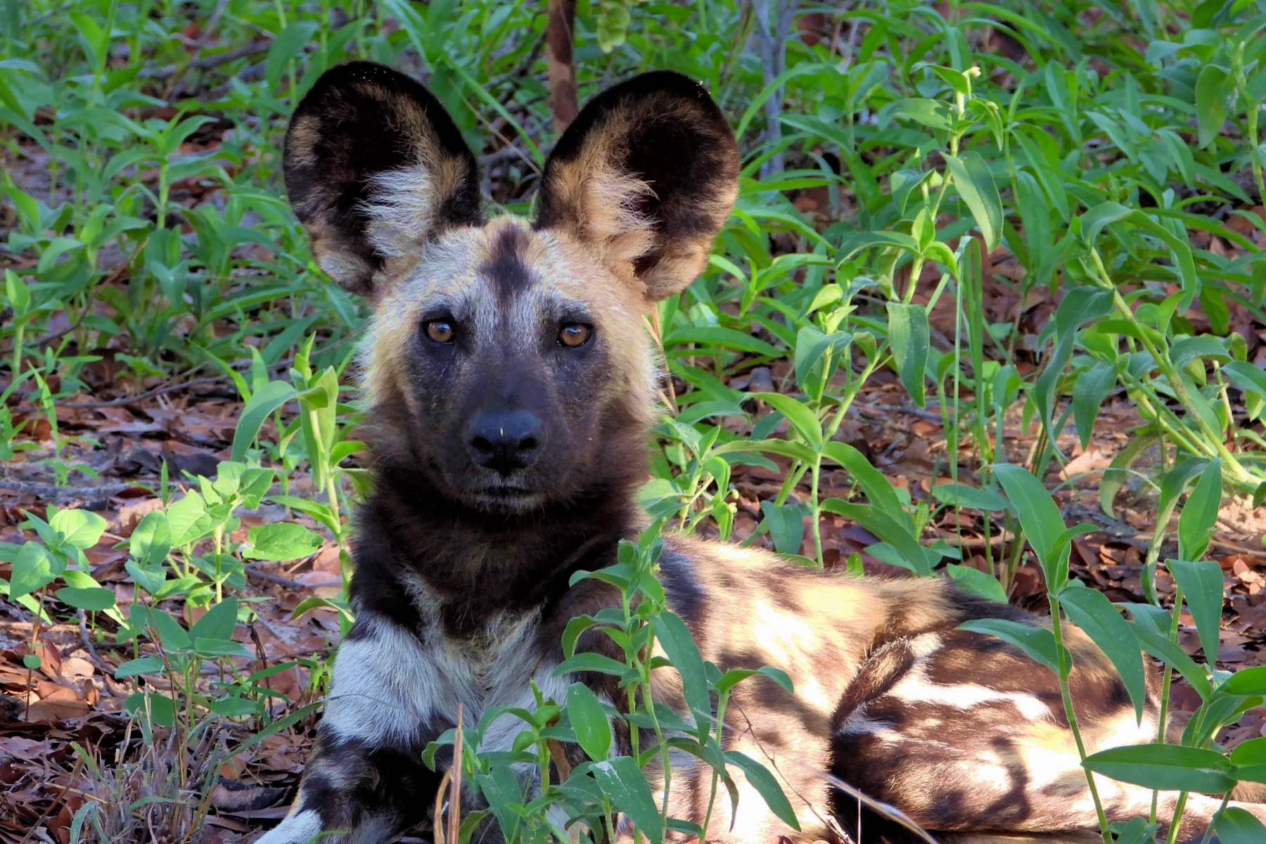 #111: Experience Lessons from Painted Dogs