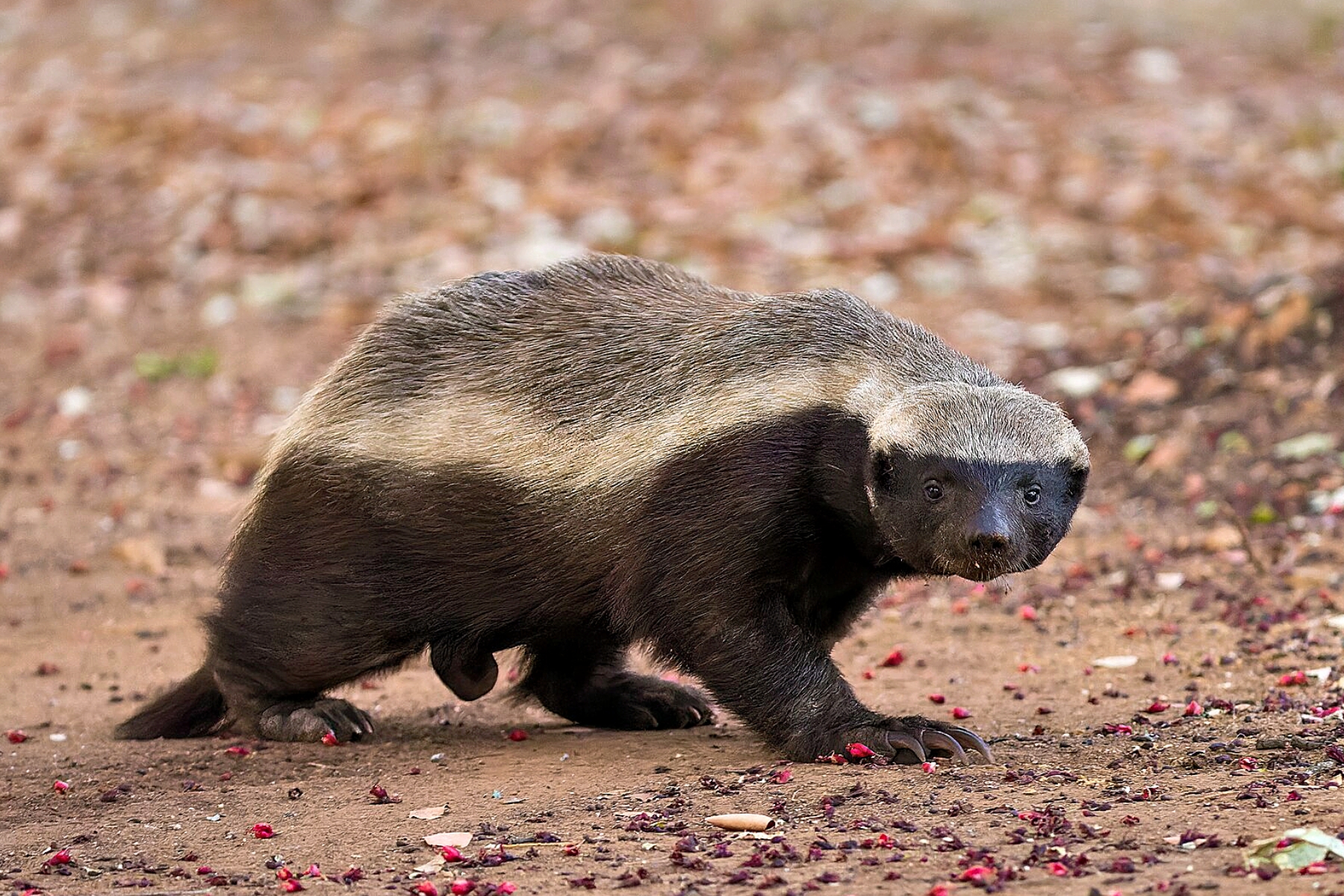 #116: Tough Little Badger