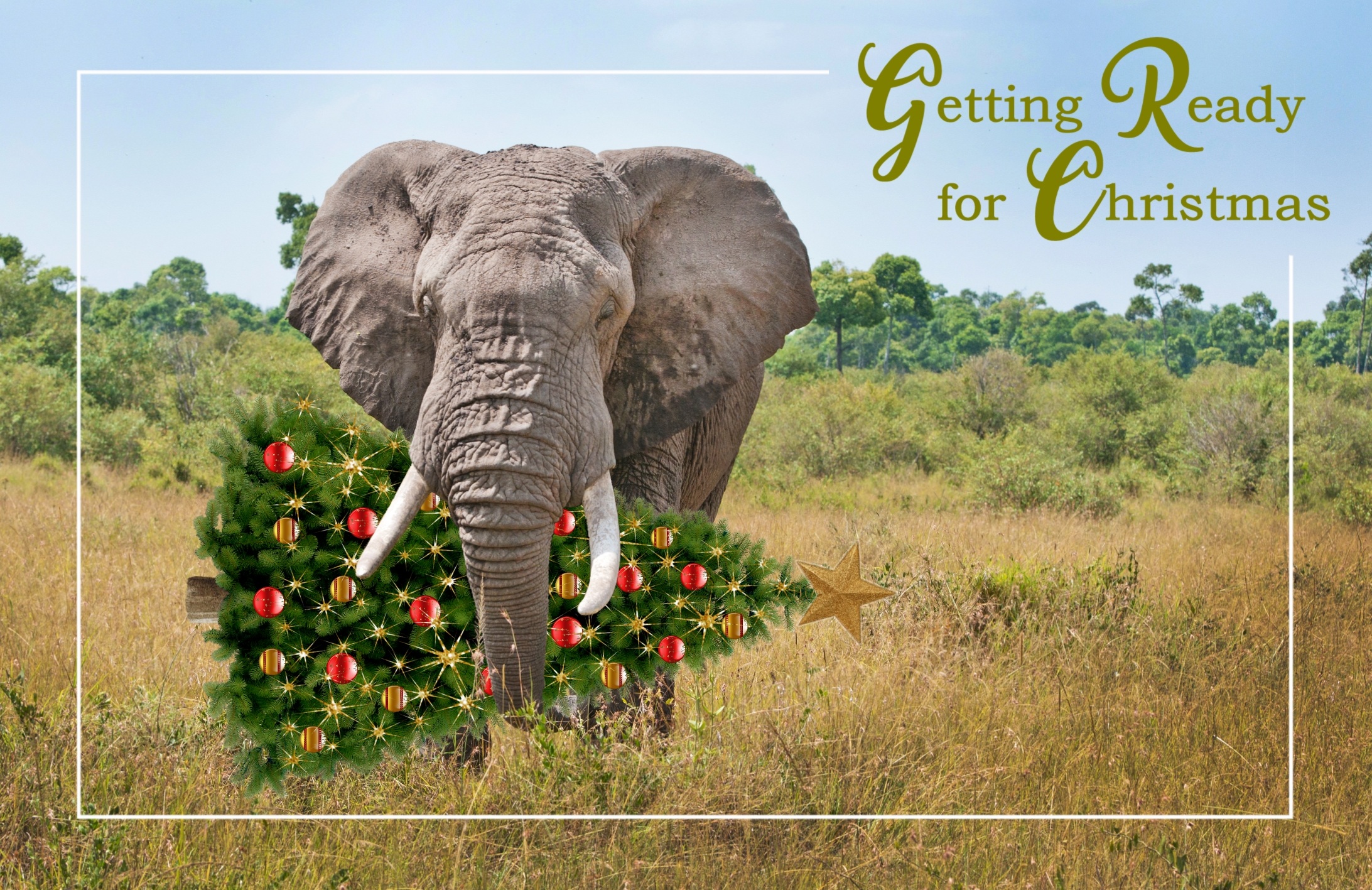 #124: Experience Christmas in the Savannah